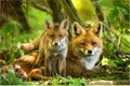 Enchanting red fox family resting in green summer forest near den