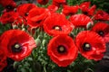 Enchanting Red poppy flowers. Generate Ai Royalty Free Stock Photo