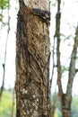 Enchanting Rubber Tree Grove in Sri Lanka