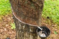 Enchanting Rubber Tree Grove in Sri Lanka