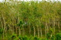 Enchanting Rubber Tree Grove in Sri Lanka