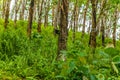 Enchanting Rubber Tree Grove in Sri Lanka