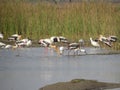 Avian Banquet: Painted Storks, Spoonbills, and Ducks Feeding in a Lake