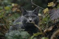 Gray cat in the forest Royalty Free Stock Photo