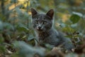 Gray cat in the forest Royalty Free Stock Photo