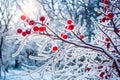 An enchanting scene of frozen nature, red berries encased in ice, delicate ice crystals forming intricate patterns on the branches
