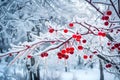 An enchanting scene of frozen nature, red berries encased in ice, delicate ice crystals forming intricate patterns on the branches