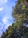 Enchanting Shades of Nature: Vibrant Blue Sky and Lush Colorful Foliage in Indonesia