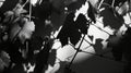 Enchanting Shadows of Grape Leaves: Abstract Blurred Monochrome Background in