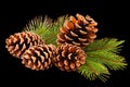 Green Christmas tree branches with cones on black background