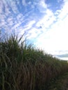 An enchanting snapshot of a panoramic view of a green sugarcane field with unique pattern of white clouds