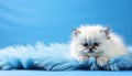 Enchanting studio photograph of an irresistibly cute cat against an isolated solid color background