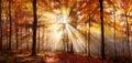 Enchanting sun rays in a forest in autumn