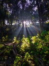 Enchanting sunrays filtering through jungle trees, creating a beautiful scattering effect. Uttarakhand, India