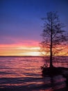 Enchanting sunrise on the lake with a tree silhouette