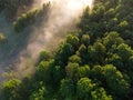 Enchanting Sunrise Mist Over Majestic Forest