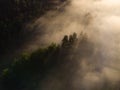 Enchanting Sunrise Mist Over Majestic Forest