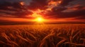 Enchanting sunrise over serene countryside with vibrant wheat fields and clear blue sky Royalty Free Stock Photo