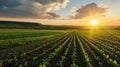 Enchanting Sunset over Vibrant Agricultural Fields in South Ukraine