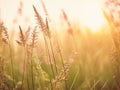 Enchanting Sunset Wild Grass: Macro Photography in the Forest with Shallow Depth of Field.