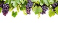 The Enchanting Tapestry of a Bountiful Grapevine Border: Captivating Ripe Grapes in a  Perspecti Royalty Free Stock Photo