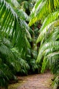 Enchanting Terra Nostra Botanical Garden in Furnas, Sao Miguel Island, Azores, Portugal Royalty Free Stock Photo