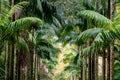 Enchanting Terra Nostra Botanical Garden in Furnas, Sao Miguel Island, Azores, Portugal Royalty Free Stock Photo