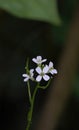 The Enchanting Thale Cress (Arabidopsis thaliana)