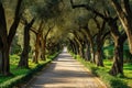 An enchanting tree-lined road in a park, showcasing the beauty of nature with its stunning pathway, A mesmerizing olive tree