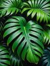 Enchanting Tropical Jungle Lush Green Leaf Symphony.AI Generated