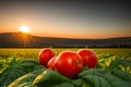 Twilight Harvest, Ripe and Plump Red Tomatoes Glistening on Green Leaves. AI generated