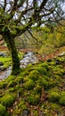 Enchanting Views of Lake Vyrnwy - Welsh Natural Splendor