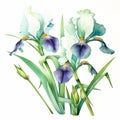 Enchanting Watercolor Depiction Of Three Iris Flowers On White Background