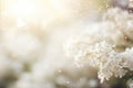 Enchanting white hydrangea amidst captivating bokeh background, with ample space for text placement.