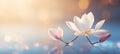 Enchanting white magnolia on magical bokeh background with text space on left side of frame