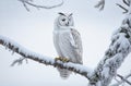 Enchanting Winter Owl: Wildlife Wonderland in a Snowy Landscape.