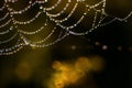 Enchantingly bright dew drops on a spider web at sunrise Royalty Free Stock Photo