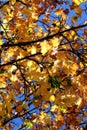autumn colors Turning Leaves yellow foliage and trees background Royalty Free Stock Photo