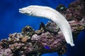 Enchelycore pardalis, commonly called Leopard moray eel or Dragon moray Royalty Free Stock Photo