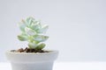 Encheveria, succulent pot plant for house decoration with white background