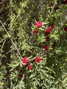 Enchylaena tomentosa, commonly known as barrier saltbush or ruby saltbush Royalty Free Stock Photo
