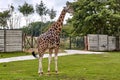 The enclosure with Rothschild`s giraffe