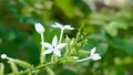 Encok Flower bush Plant or White Ceraka. The flower blooms with the Latin name Plumbago zeylanica.
