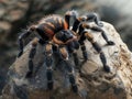 A Black and orange tarantula sits on a large rock.