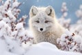 Enigmatic Arctic Foxes