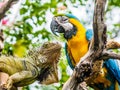 Iguana and Blue and Gold Macaw Royalty Free Stock Photo