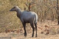 Encounter with nilgai of the blue bull