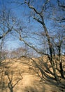 Encroaching sand dune Royalty Free Stock Photo