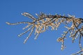 Icy branch of tree after winter rain in sunset light Royalty Free Stock Photo
