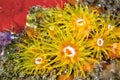 Encrusting Sea Anemone, Lembeh, North Sulawesi, Indonesia, Asia Royalty Free Stock Photo